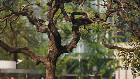 Trees Sense of atmosphere trunks branches modeling gardening parks growth Stock Footage 233679806