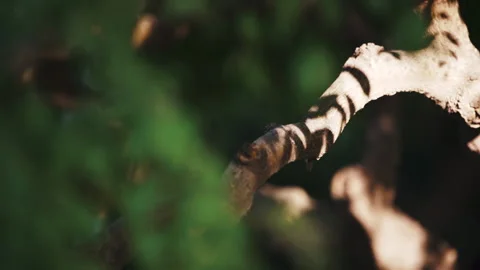 Trees Sense of atmosphere trunks branches modeling gardening parks growth Stock Footage 233680641
