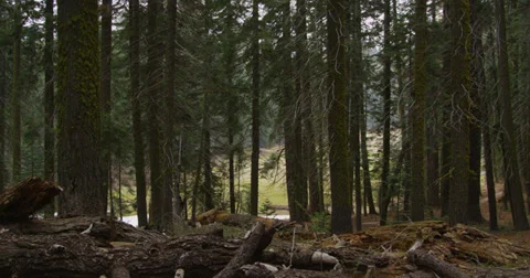 Trees of Sequoia Stock Footage 37712198