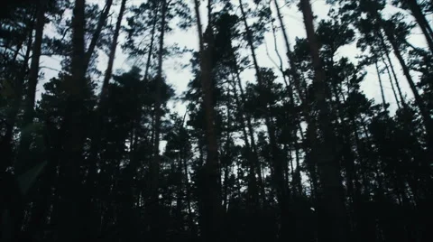 Trees in the Shadow Moving Against the Sky 動画素材 60989358