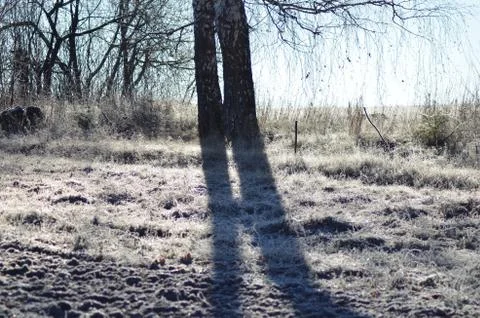 Trees shadow Stock Photos