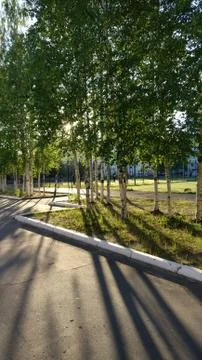 Trees shadow Stock Photos