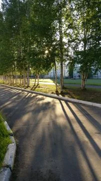 Trees shadow Stock Photos