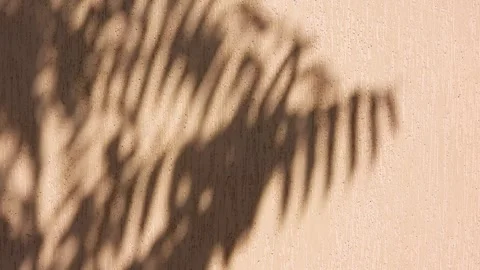 A tree's shadow on the wall of a house in the wind Stock Footage 342798839