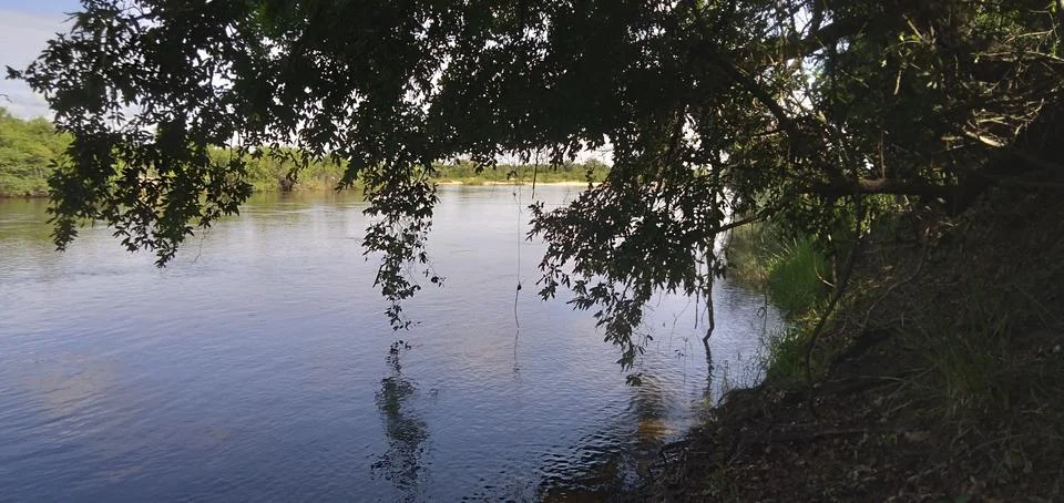 Trees Shadowing Branches on the River Stock Photos