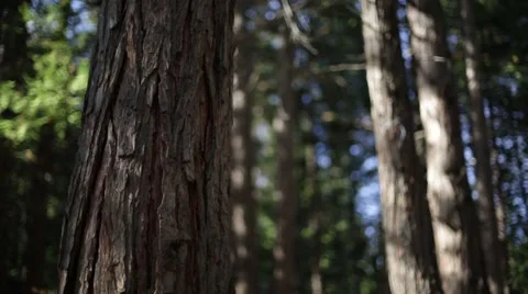 Trees in the shadows Stock Footage 50805825