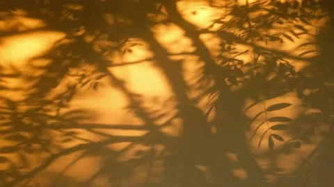 Trees Shadows On The Window Blind Stock Footage 196114815