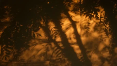 Trees Shadows On The Window Blinds Stock Footage 196114842