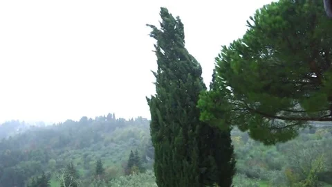Trees shaked by the wind during a storm Stock Footage 69261305