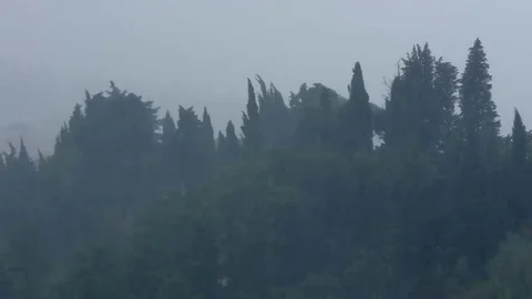 Trees shaked by the wind Stock Footage 69261065