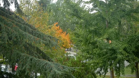 Trees shaken by the strong wind Stock Footage 119377401