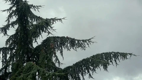 Trees shaken by the strong wind Video stock 119377764