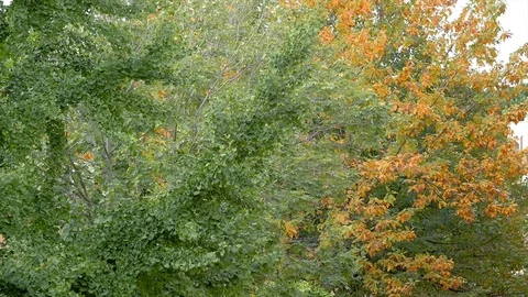 Trees shaken by the strong wind Video stock 119379605