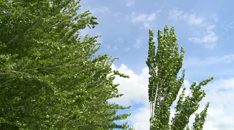 Trees shaken by the wind with fast clouds in the blue sky Stock Footage 38698248