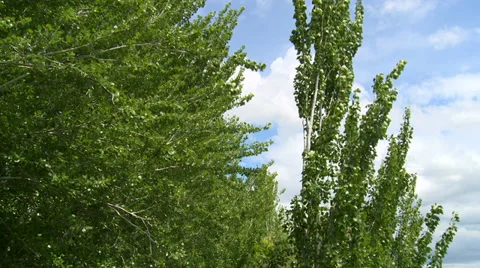 Trees shaken by the wind with fast clouds - tilt up Stock Footage 38701177