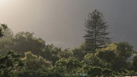 Trees shaking in strong winds. Tree trunks and leaves bending and trembling Stock Footage 304391138