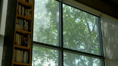 Trees shaking in the wind outside the library window Stock Footage 86091114