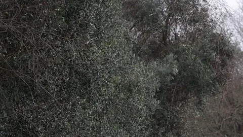 Trees shaking in the wind in slow motion. 動画素材 334223704