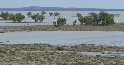 Trees On Shallow Water Stock Footage 317488018