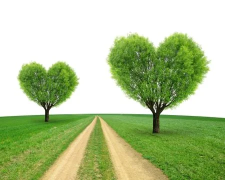 Trees in the shape heart  Stock Photos