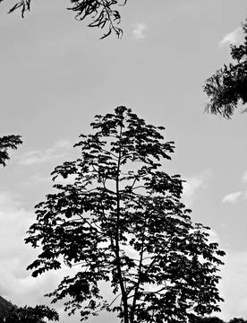 Trees in shapes 1 스톡 사진