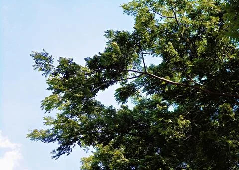 Trees in shapes 2 Foto stock