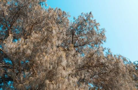 Trees in shapes 3 Stock Photos