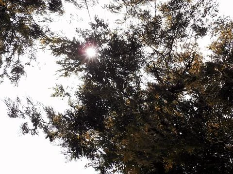 Trees in shapes 4 Stock Photos