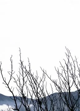 Trees in shapes 6 스톡 사진