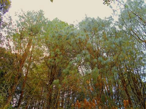 Trees in shapes 8 Foto stock