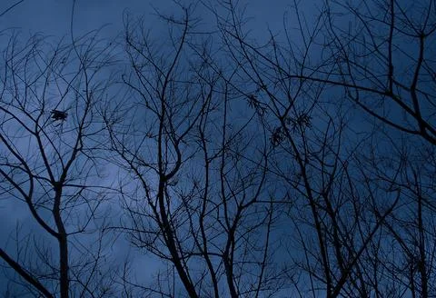 Trees in shapes 9 스톡 사진