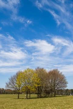 Trees in a sheep field Stock Photos