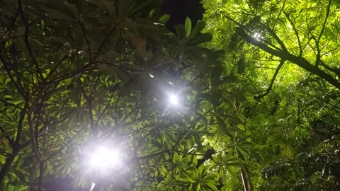 Trees with Shining Lights at Night Video stock 284720330