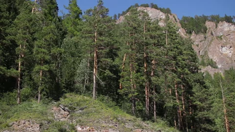 Trees on the shore against the backdrop of rocks Stock Footage 143711092