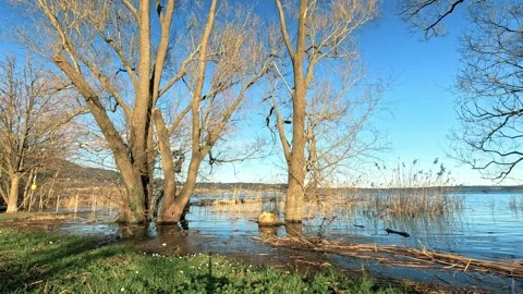 Trees on the shore of the flooded lake Stock Footage 268467403