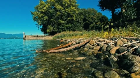 Trees on the shore of lake Stock Footage 223651003