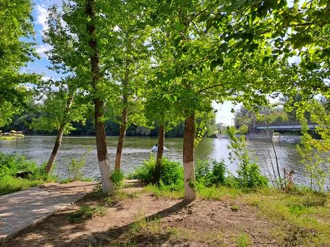 Trees on the shore Stock Photos