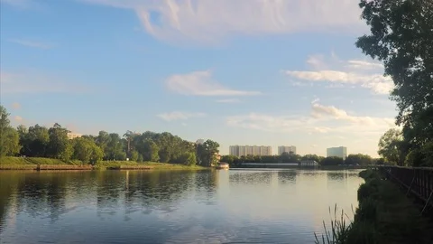 Trees on the shore of a pond on summer Stock Footage 82370421