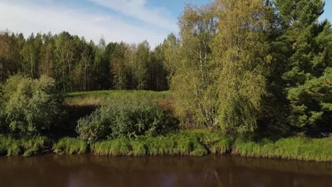 Trees on the shore of the river in Siberia Video stock 302275461