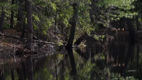 Trees on the shore of siberian river Stock Footage 280995564
