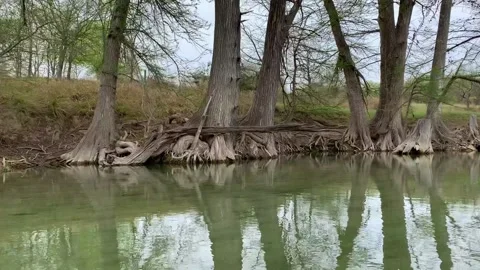 Trees on the Shoreline of the Medina River Stock Footage 131688463