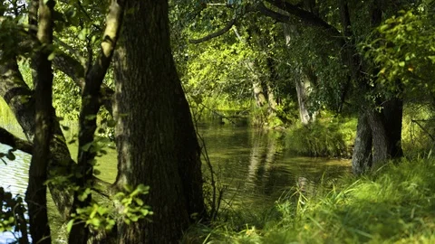 Trees on the shoreline of a pond Stock-Footage 94358422