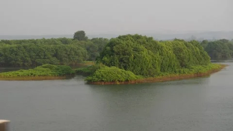 Trees at the shores of river, Green trees at the shores of river Video stock 150718893