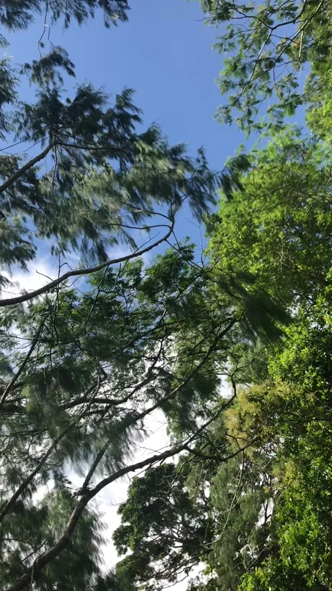 Trees Shot from Below on a Sunny Day in Ambon, Indonesia 2 Stock Footage 239632635