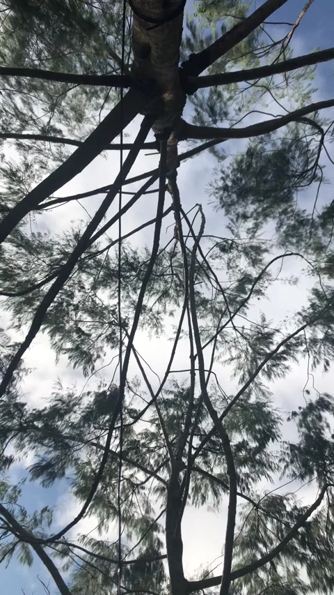 Trees Shot from Below on a Sunny Day in Ambon, Indonesia 3 Stock Footage 239632640
