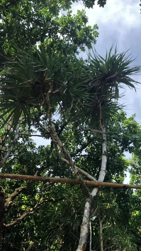 Trees Shot from Below on a Sunny Day in Ambon, Indonesia 4 Stock Footage 239632686