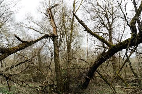 Trees show broken branches after a storm in a forest. The scene reflects th.. Stock Photos