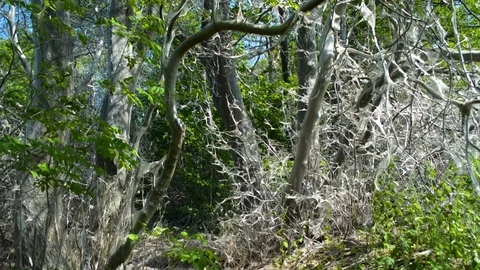 Trees, shrubs, bushes, everything is covered in web by bird-cherry moth, tilt up 스톡 동영상 90613356