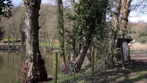 Trees at the side of forest fishing pool Stock Footage 85594666