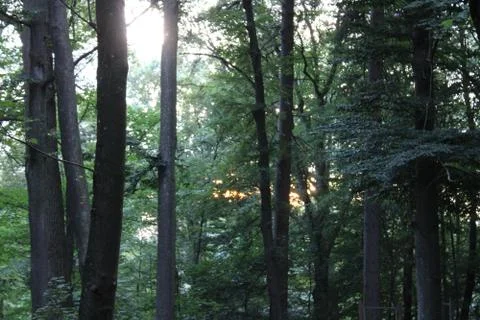 Trees from the side. Stock Photos